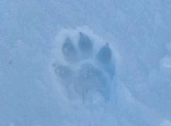 Gazdinstvo Popovic,kucka Korita-podgorica Podgorica
