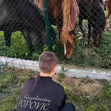 Gazdinstvo Popovic,kucka Korita-podgorica